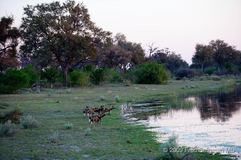 20090617_175254 D3 X1.jpg - Here is a view of the pack.  You can see that the sky has darkened.  We decided to give up following the pack because of the impending nightfall and our desire to have 'a cocktail at sunset'.  Out came all our gear from our vehicle.  Suddenly while drinking a beer, out of nowhere came this Wild Dog with others following.  The lead dog almost crashed into our vehicle and turned with the others following obviously on a chase.  We gave up our drink, packed up very quickly and followed, but lost them and had to give up because of darkness.  Note that 80% of chases by Wild Dogs end up with a meal and I am confident that they had theirs that night just as we did back at our Lodge-tent